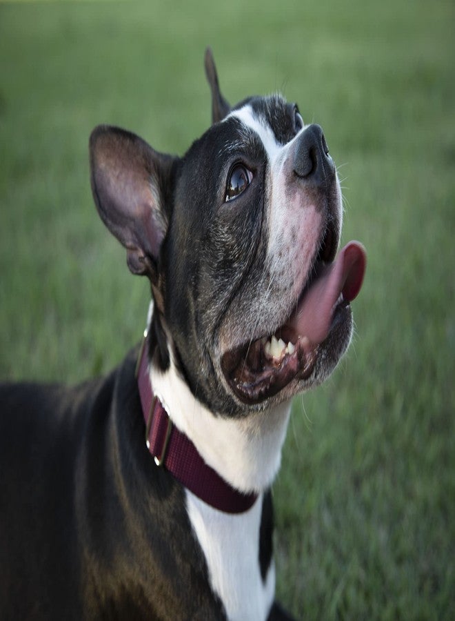 كانتري بروك ديزاين طوق مارتينجال للكلاب - طوق مارتينجال للكلاب قابل للتعديل مصنوع من النايلون المتين مع مشبك بلاستيكي مناسب للسلالات الصغيرة والمتوسطة والكبيرة - أكثر من 10 ألوان دافئة (1 بوصة، متوسط، عنابي) - Image 2